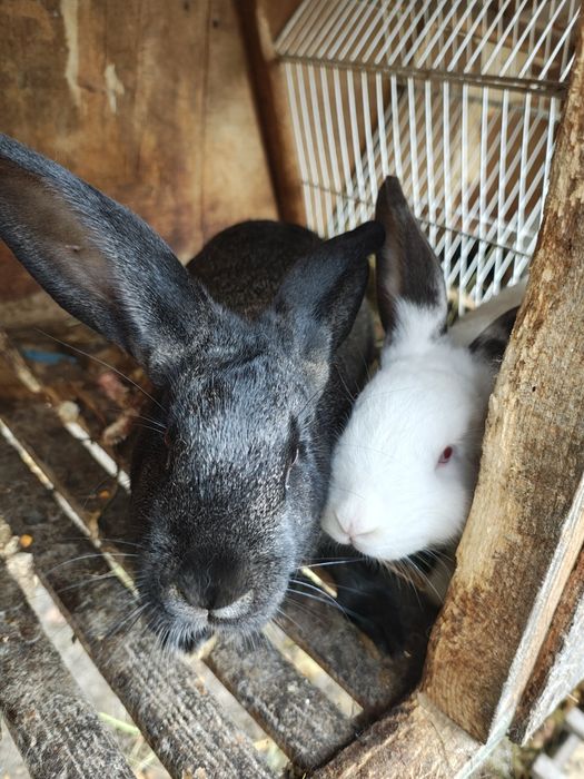 Iepuri (masculi & femele) - vârsta 8-9 luni