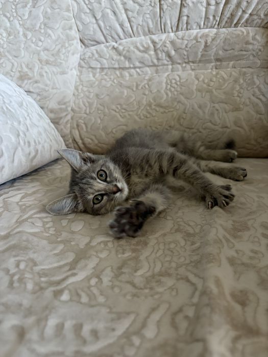 Кошка маленькая