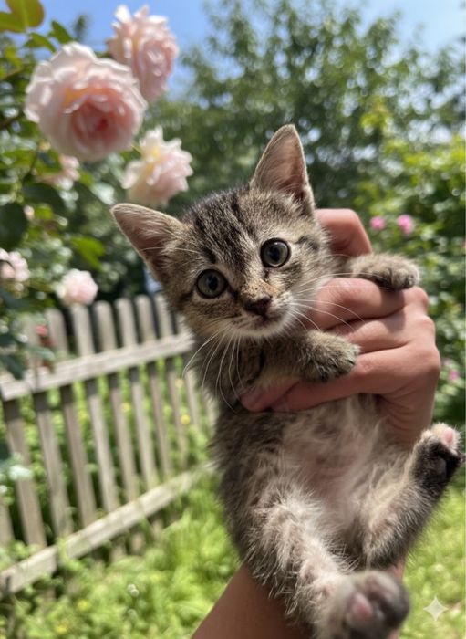 Отдадим котенка в добрые руки в г. Актау