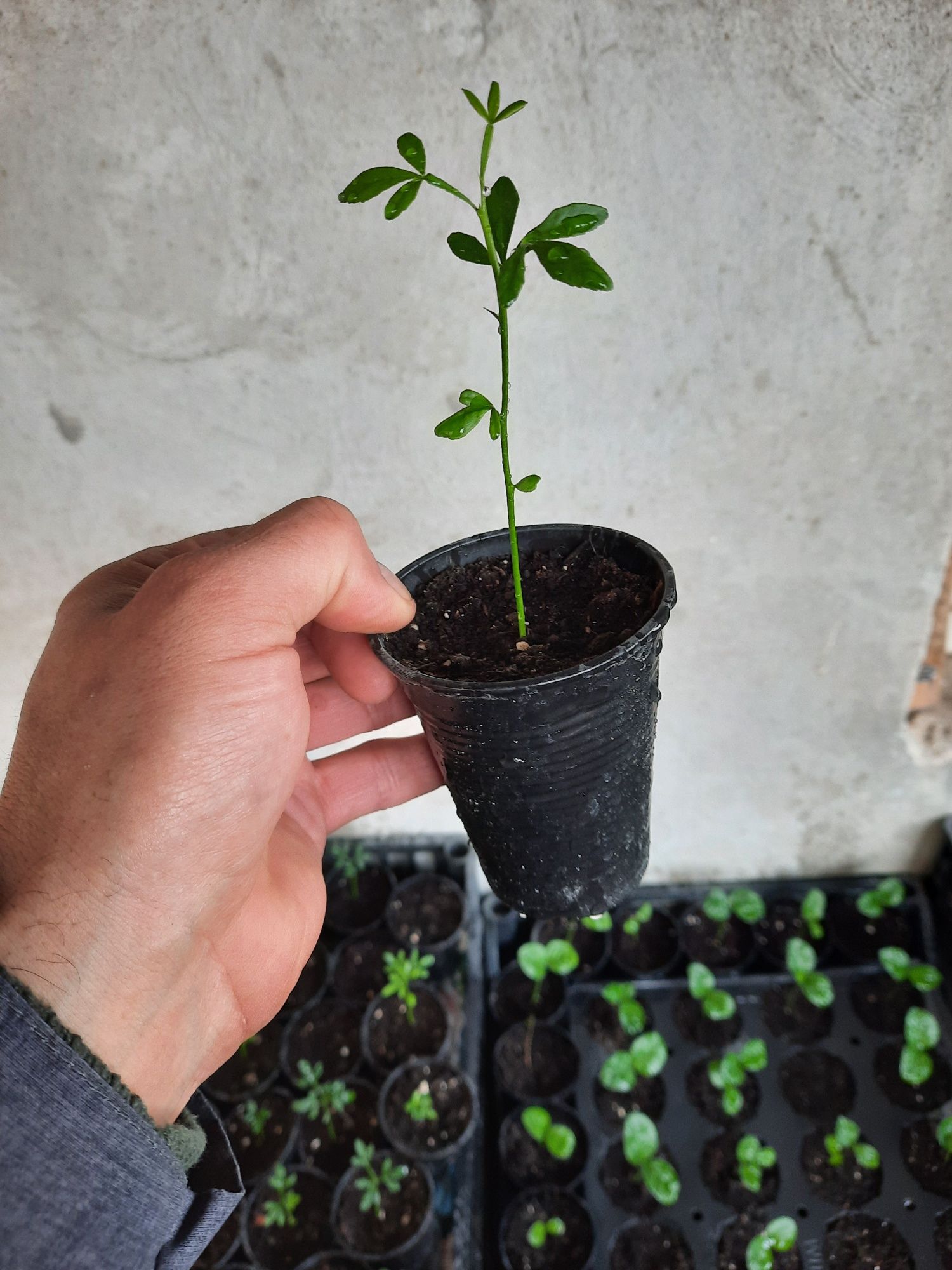 Poncirus trifoliata