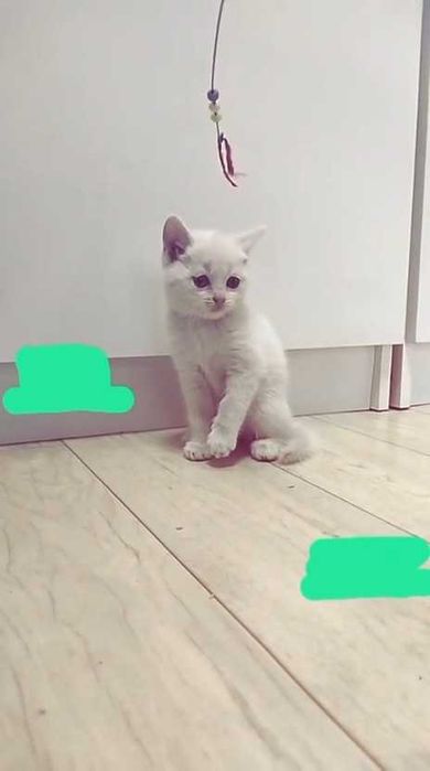 Котенок (девочка) во взрослые, ответственные руки