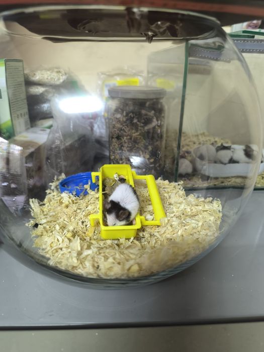 Подарявам Мишки панда