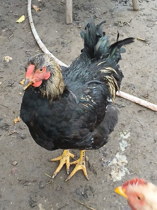 Vând găini,cocoși,rațe și rățoi