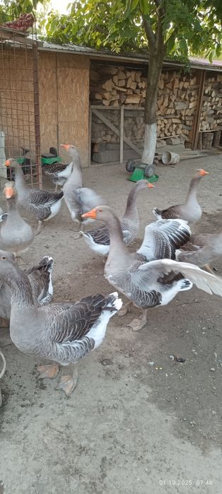 Gâște de vanzare