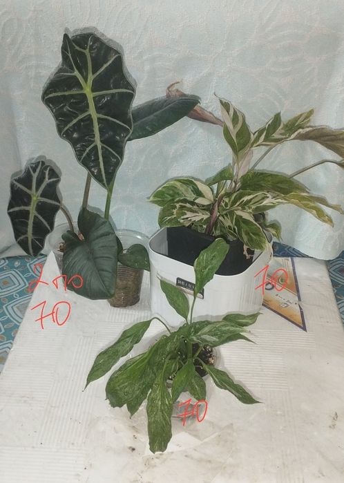 Продаются комнатные цветы