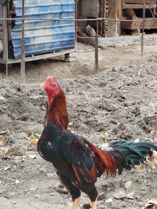 Дакан хороз Вес 4 кг+