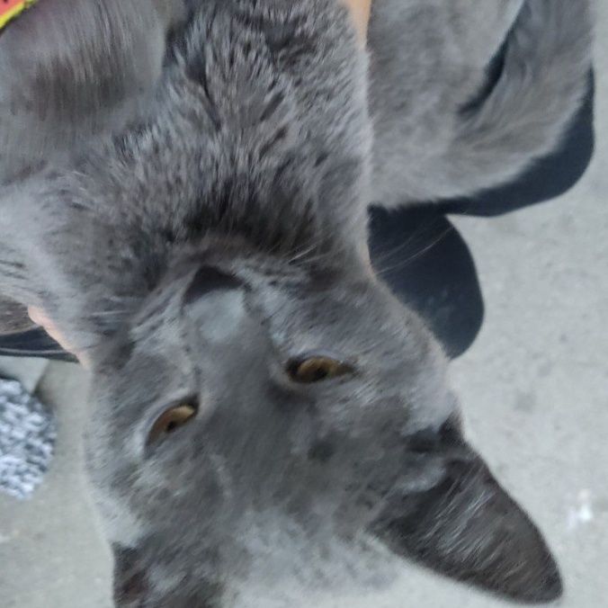 Выгул питомцев собак/кошек и т.д