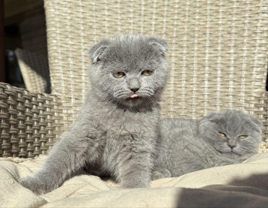 Британски  късокосмести клепоухи