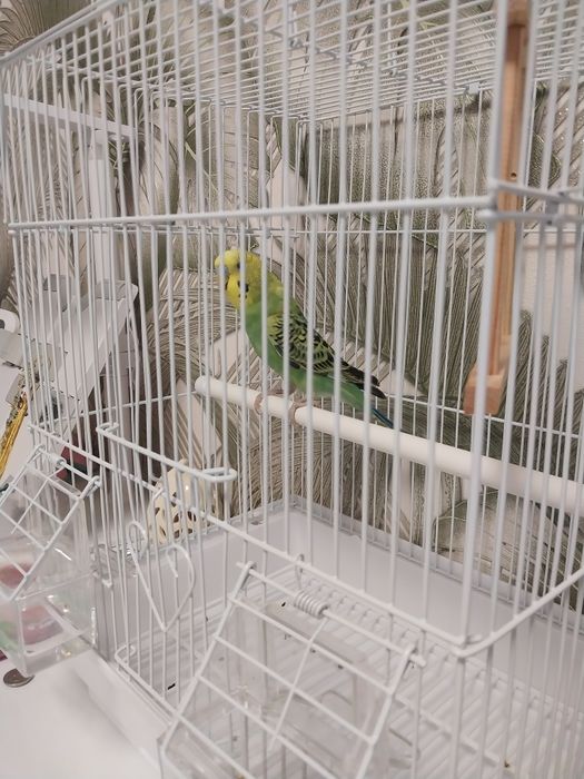 Попугай волнистый