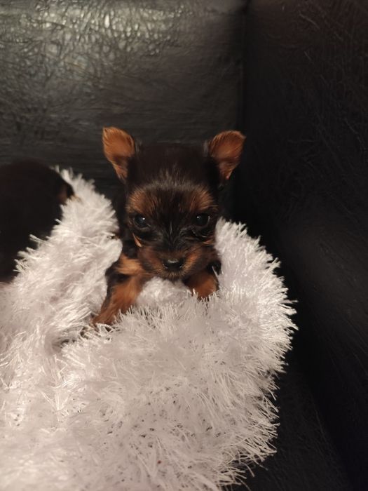 Три коледни женски джуджета