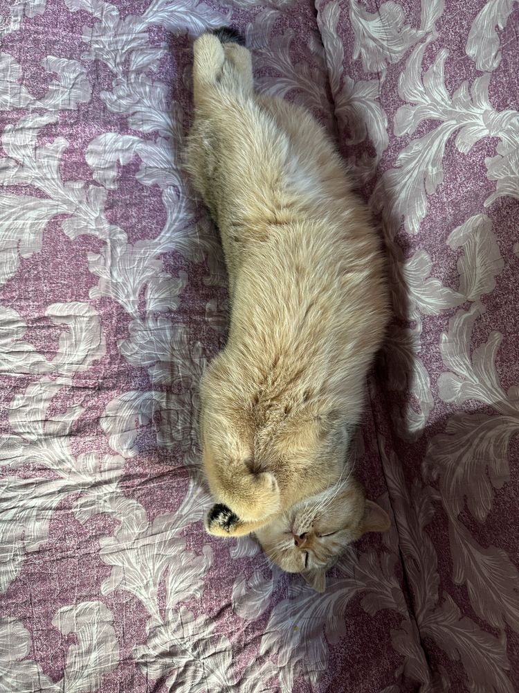 кот и кошка продаются