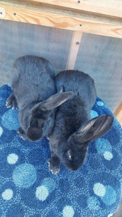 Vând Iepuri Pereche Berbec German