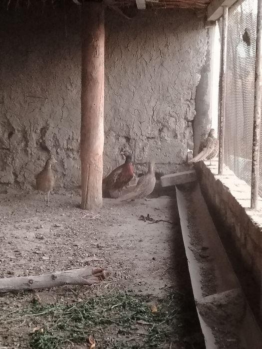 Фазан 3 макиён 1 хуроз