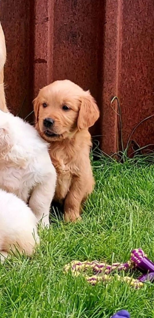 Golden retriever red
