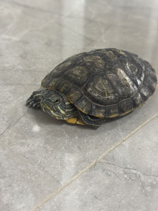 Продам черепаху срочно