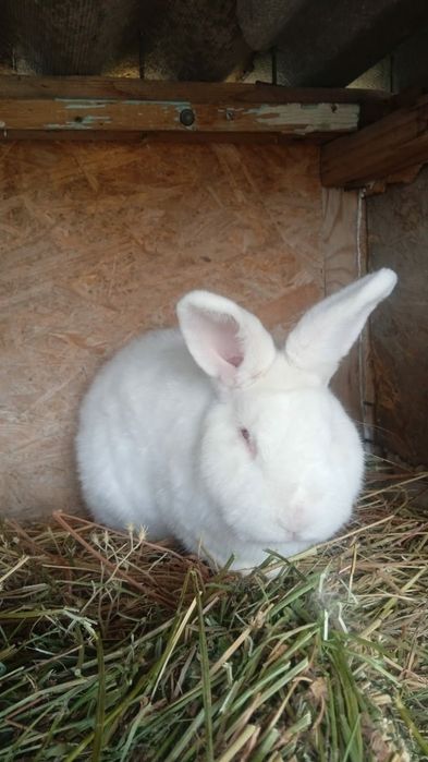 Прадам кралов разных парод нзб крол 1годик и виликан крол 10 месяцав