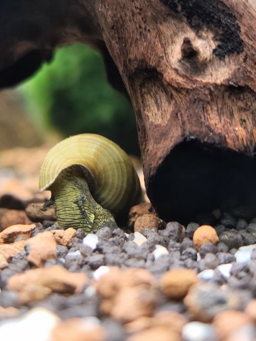 Melc acvariu Tylomelania