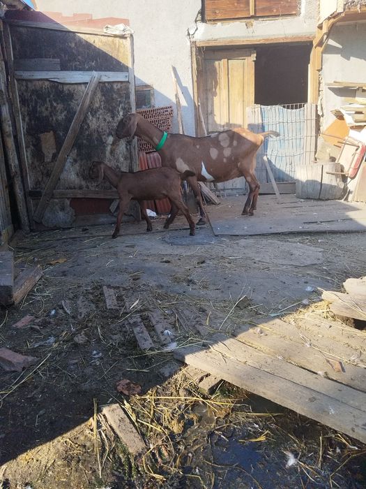 Ied anglo nubian parinti cu acte