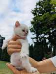 Pui british shorthair alb
