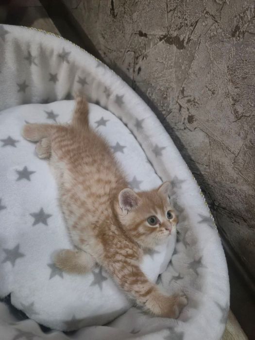 Котята -скотиш страйк, приучены к лотку и едяд корм
