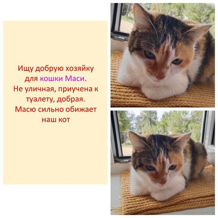 Ищу хозяйку кошке