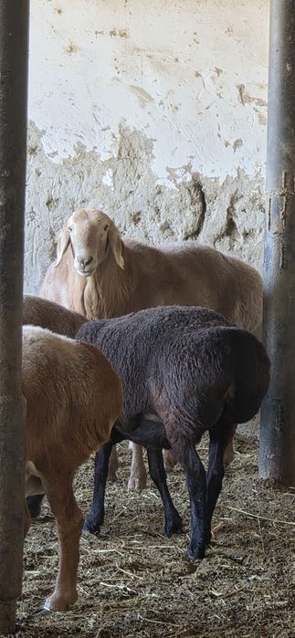 2 tish arashan qo'chqor sotiladi liniyasi bor