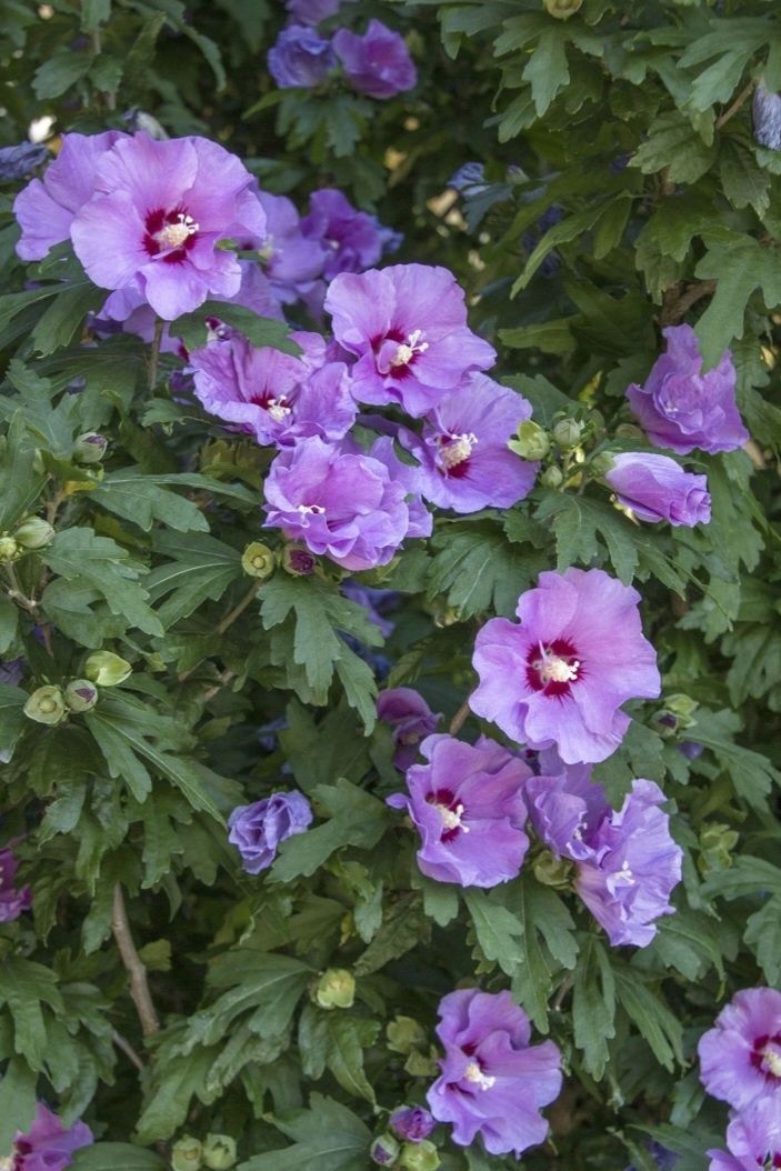 Hibiscus syriacus