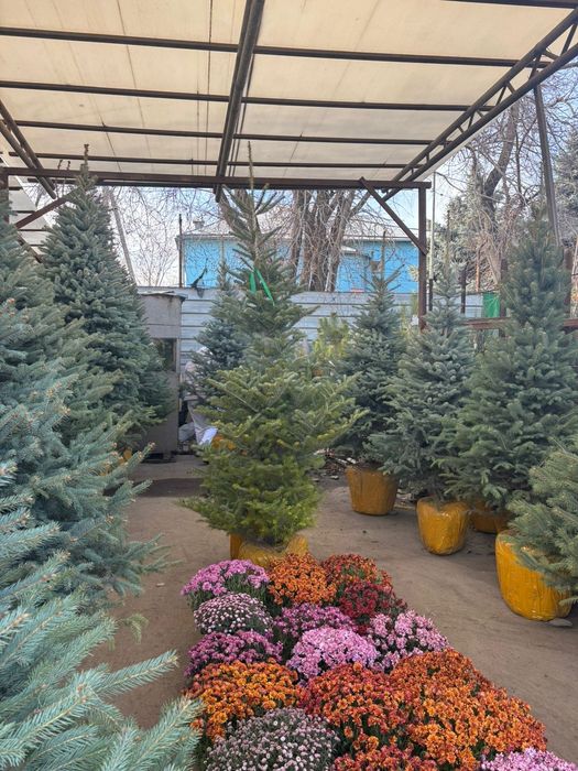 Елки Ель голубая купить в Алмате от питомника напрямую