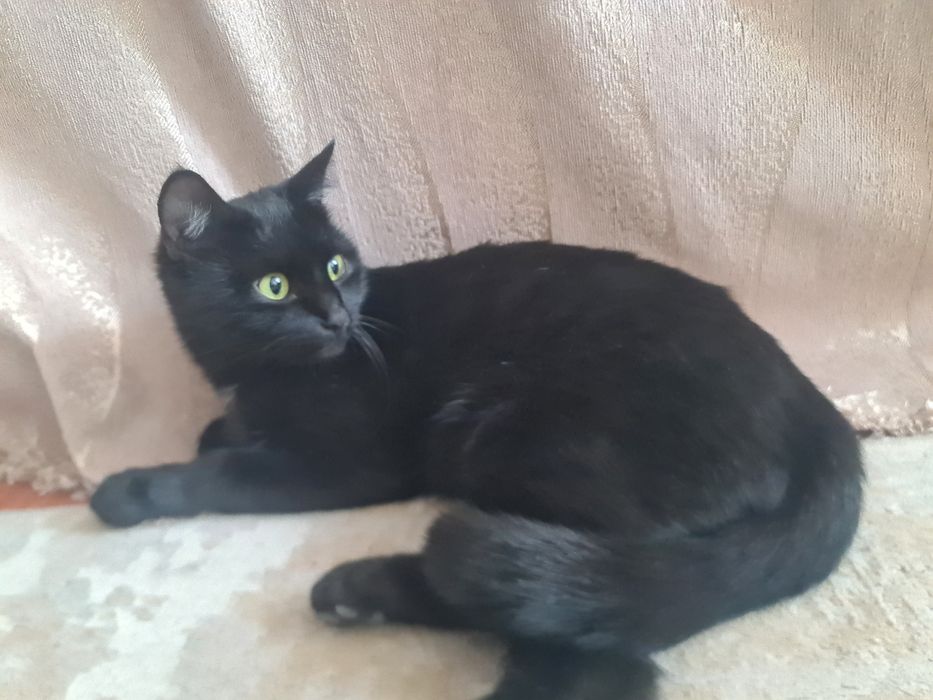 Отдам в хорошие руки