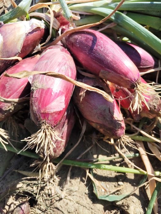 Vând sămânță ceapă rosie