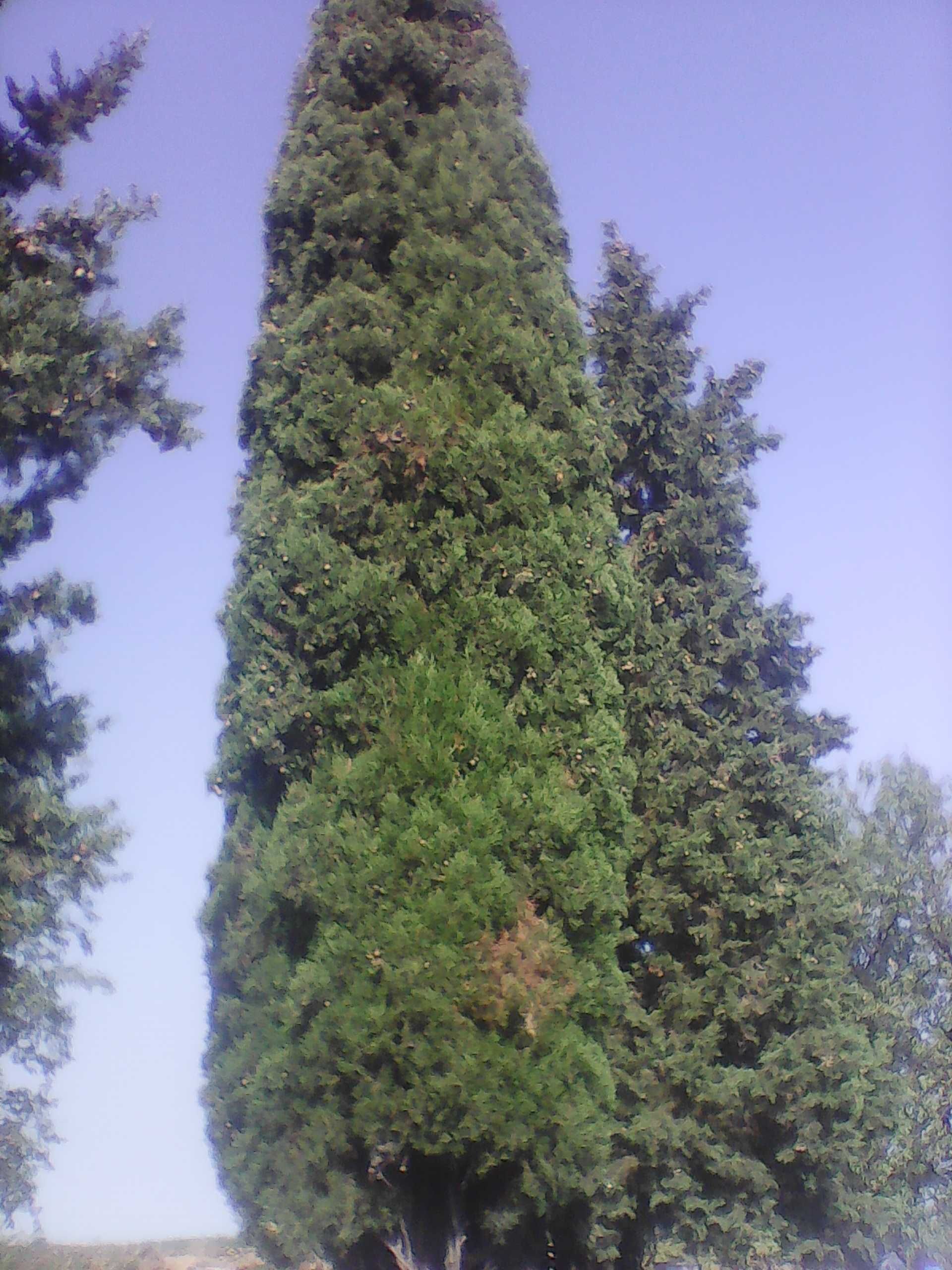Кипарѝс, дърво (Cupressus sempervirens)