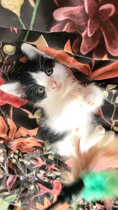 Motanel de 2 luni pentru adoptie - Iasi