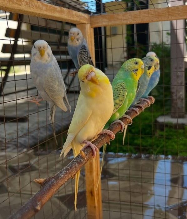 Волнистый попугай