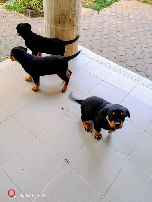 Pui rottweiler ,femela