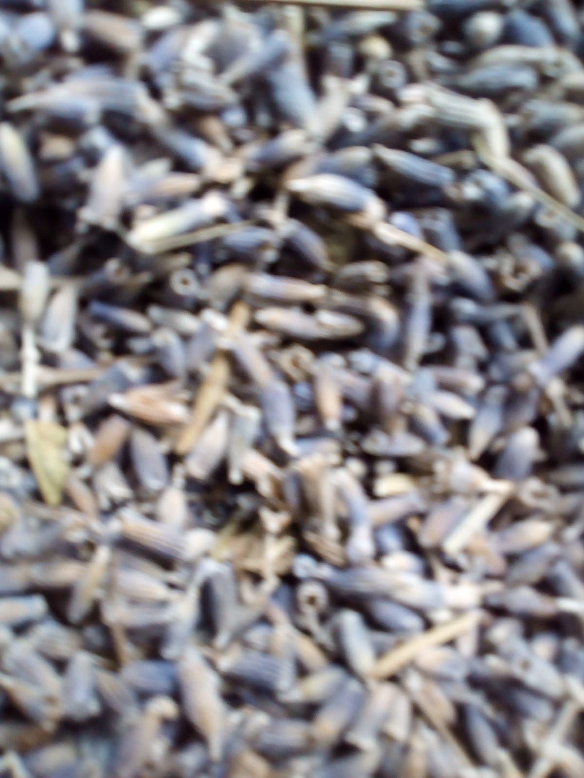 Floare lavanda BIO 2024 !! super preturi