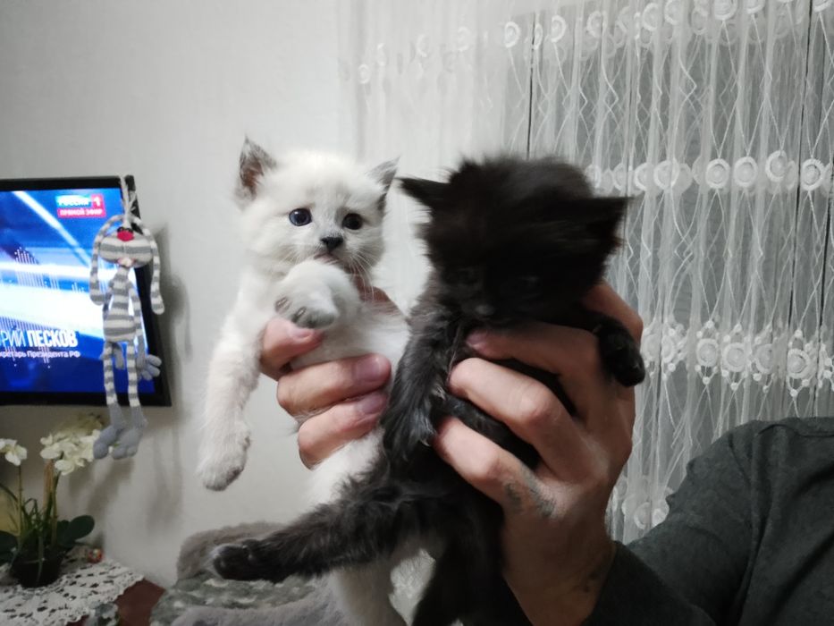 Милые котята отдам хорошим людям