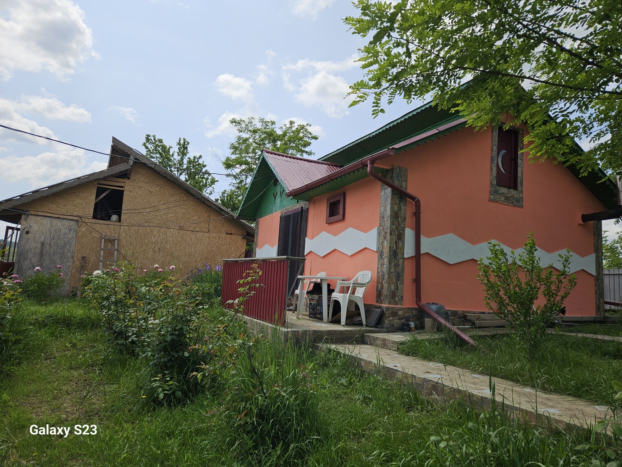 Vând 8 vaci Balțată Românească + casă de locuit + teren