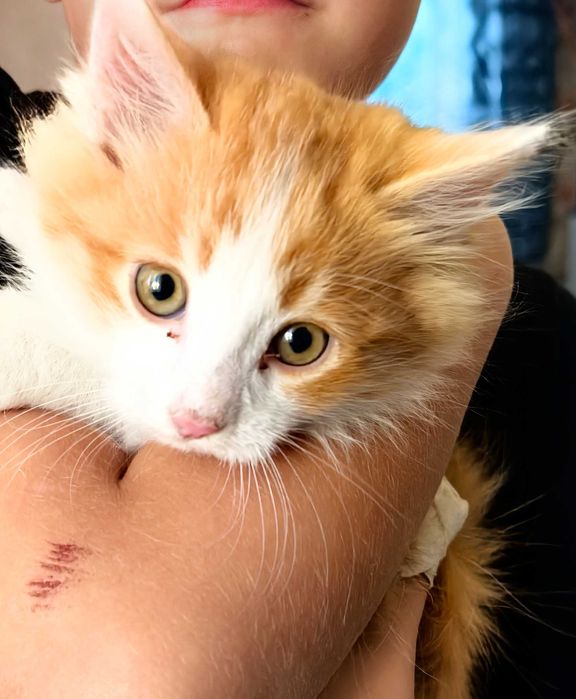 Отдам котят в добрые руки