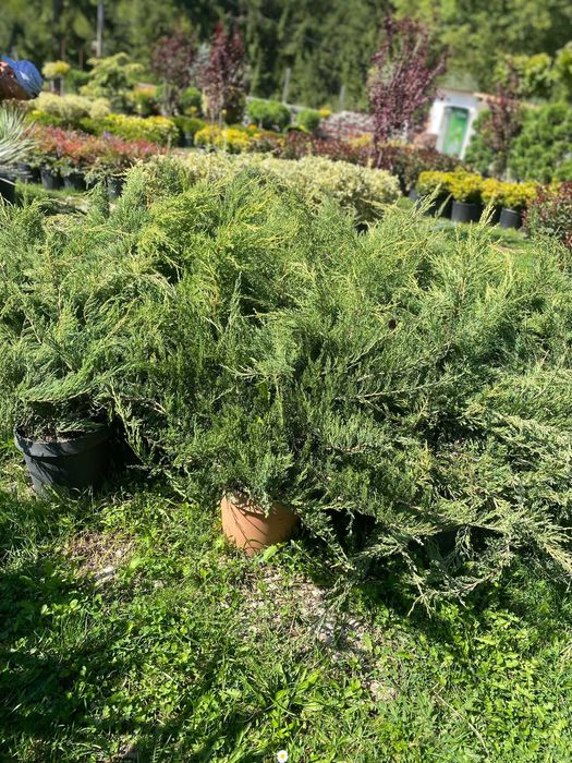 Plante ornamentale atractive pentru orice tip de curte