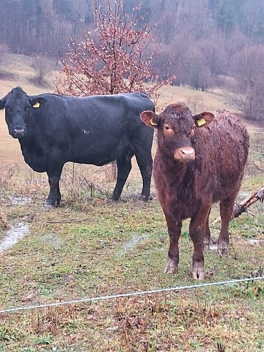 Vând vaci angus și juninci