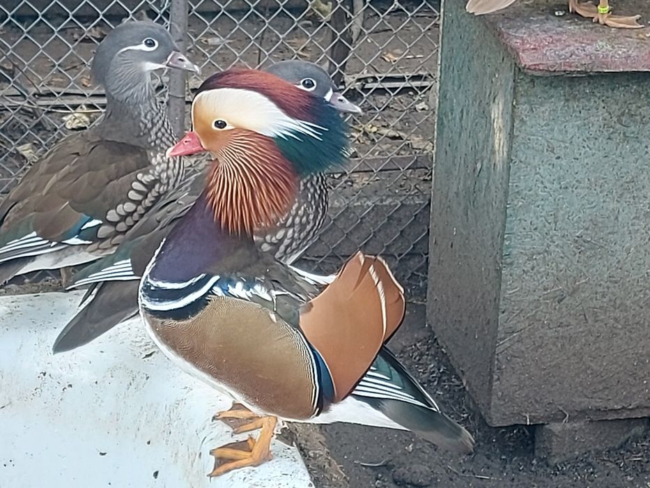 Rate mandarine mature neoperate