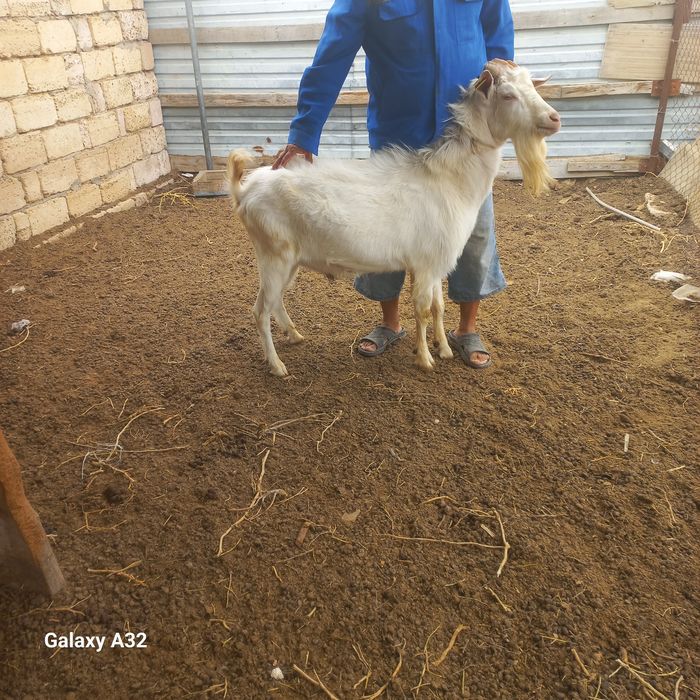 Козел и Баран продам или меняю