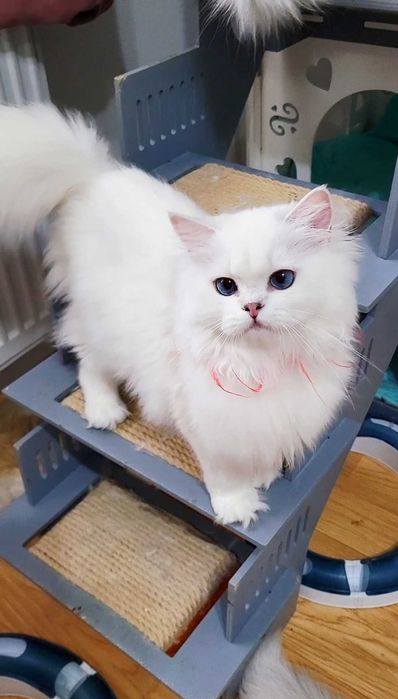 Fetita british longhair din parinti Campioni Mondiali, ochi albaștri