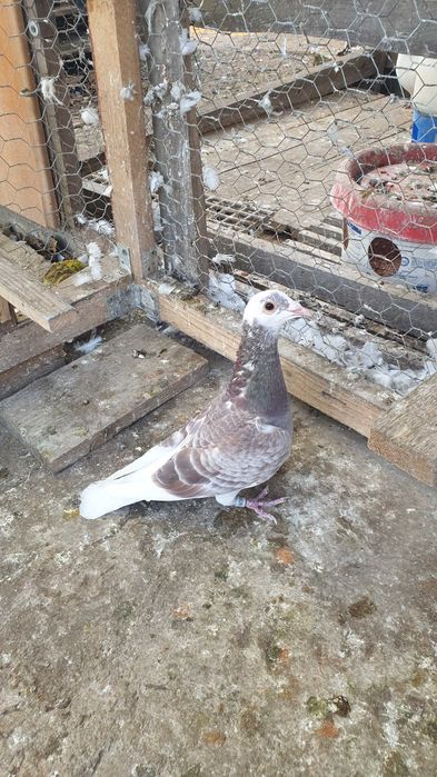 Ocazie! Vand 4 masculi voiajori de concurs cu origini foarte bune!