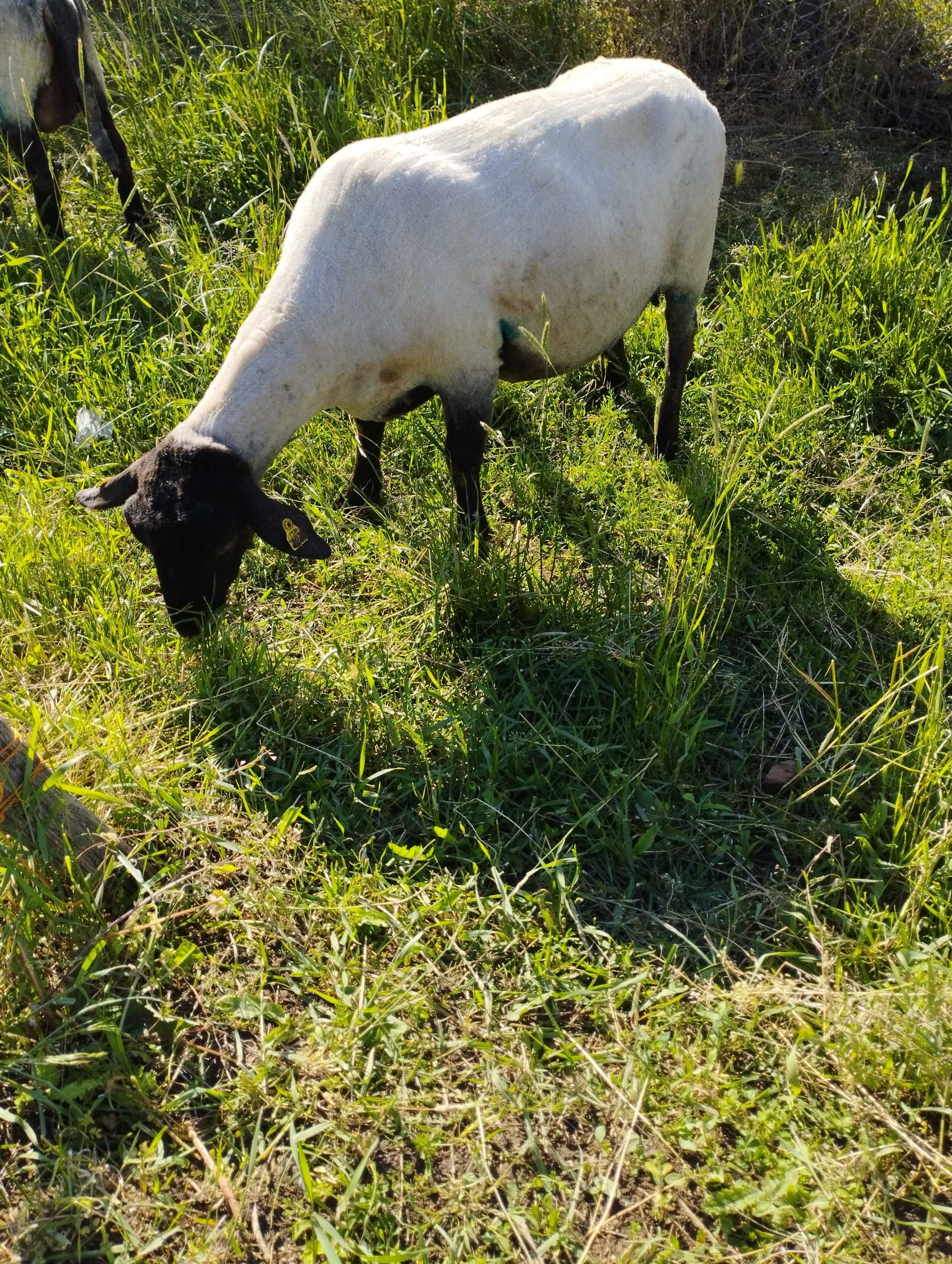 Oi și berbecuți suffolk de vânzare