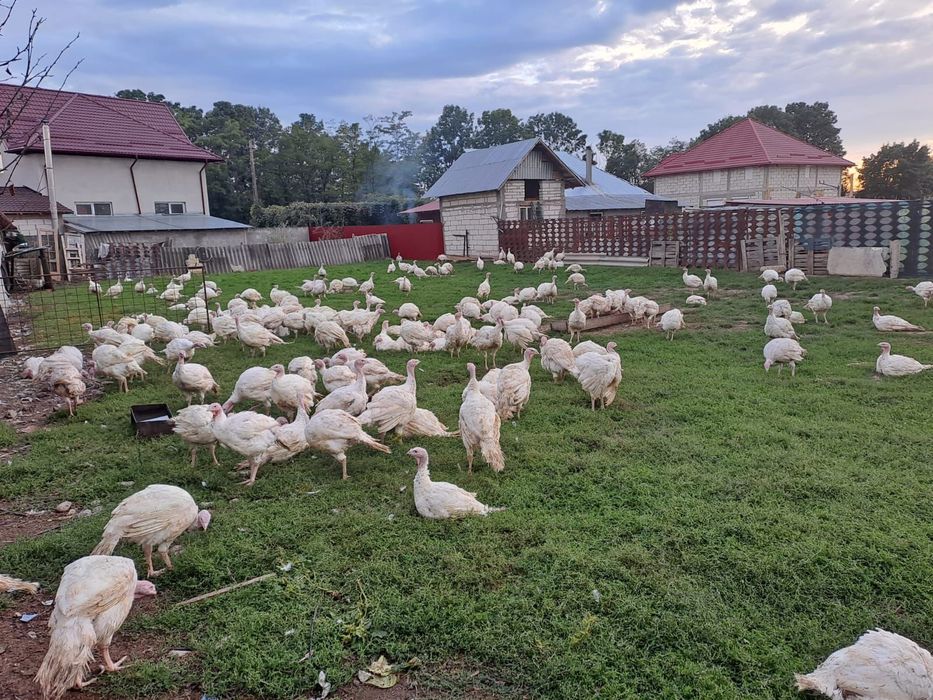 Vând curcani big 6 crescuti natural