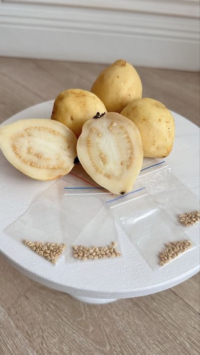 Семена гуавы египетской