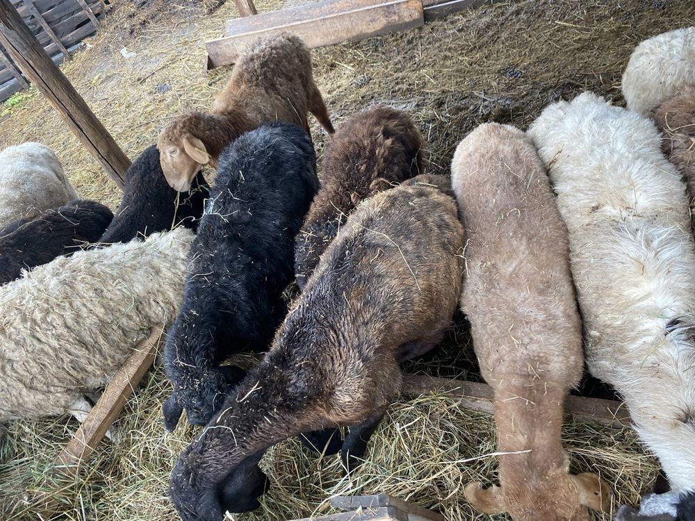 Продам баранов.
