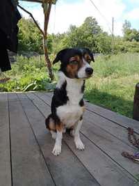 Caine mix jack russel cu cip si pasaport