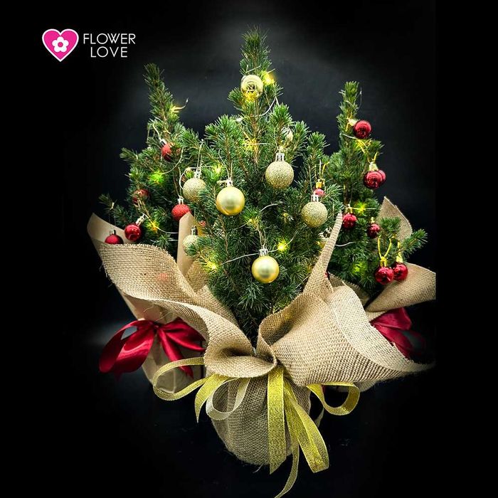 Ель коника с оформлением и без